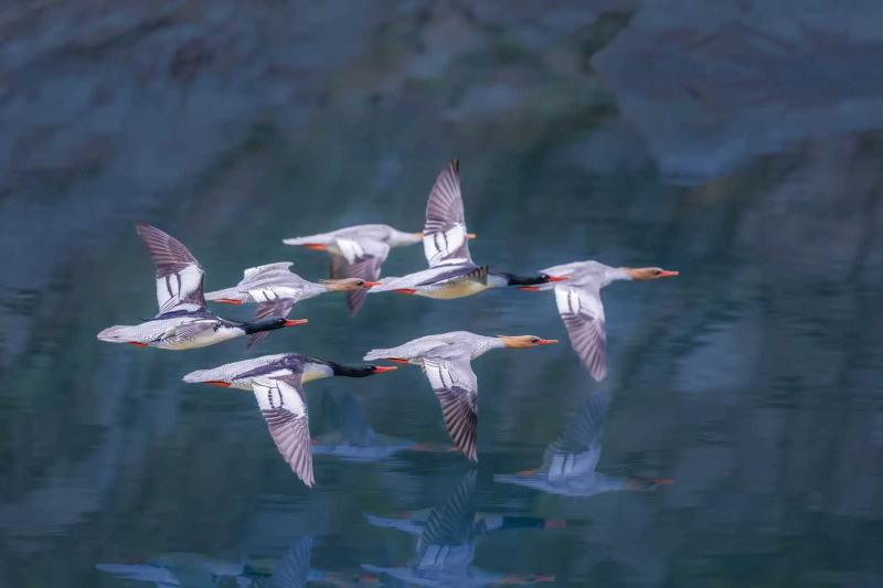 黄山市全域生物多样性本底调查圆满收官